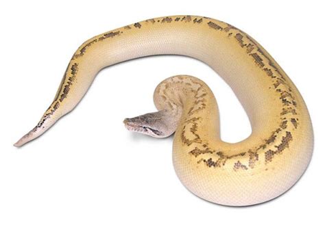 Yearling Ivory Blood Python Reptiles Evolution