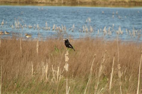 Spectacled Tyrant From Tandil Provincia De Buenos Aires Argentina On