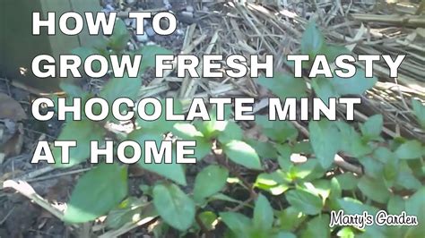 How To Grow Chocolate Mint Youtube