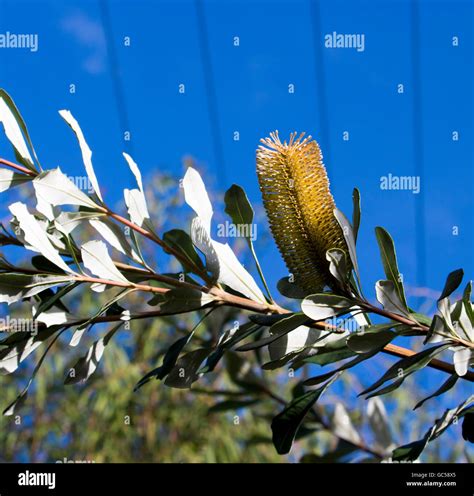Yellow Flower Cones Of Australian Banksia Littoralis Swamp Banksia