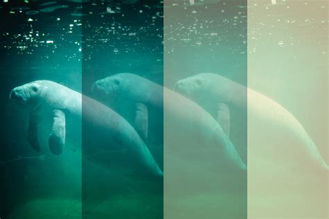 The Dugong Sea Cow Is Going Extinct — Heres What You Should Know