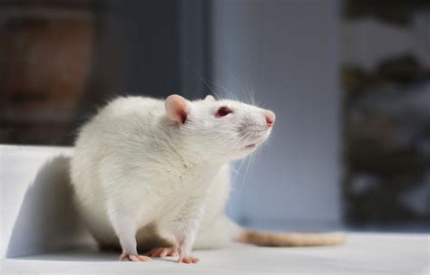 Advantages Of Rat Models And Their Uses In Disease Research