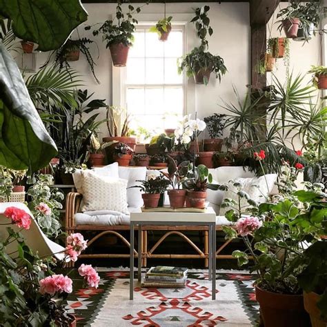 Best Living Room Plants Enhance Your Space With Greenery