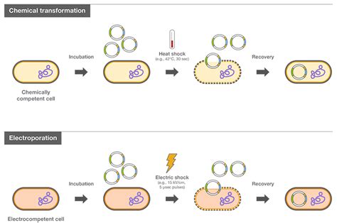 Bacterial Transformation And Competent Cellsa Brief Introduction