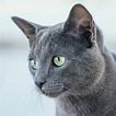 Fluffy Cat Breeds Grey - Cat Meme Stock Pictures and Photos