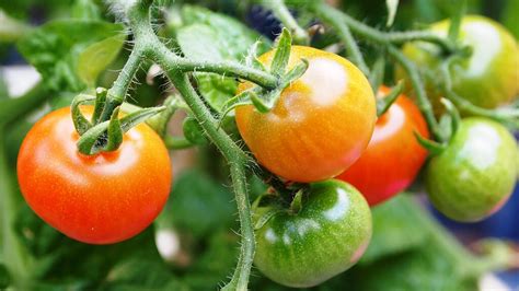 Tomato Cultivation Guide Farm Guides Farmnest India Farm Community