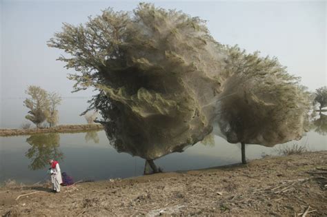 Huge Spider Webs Covered Trees