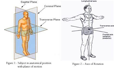 Horizontal Plane Anatomy Anatomical Charts And Posters