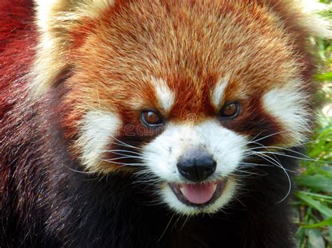 Red Panda Opening Mouth Stock Image Image Of Dark Claw 55292145