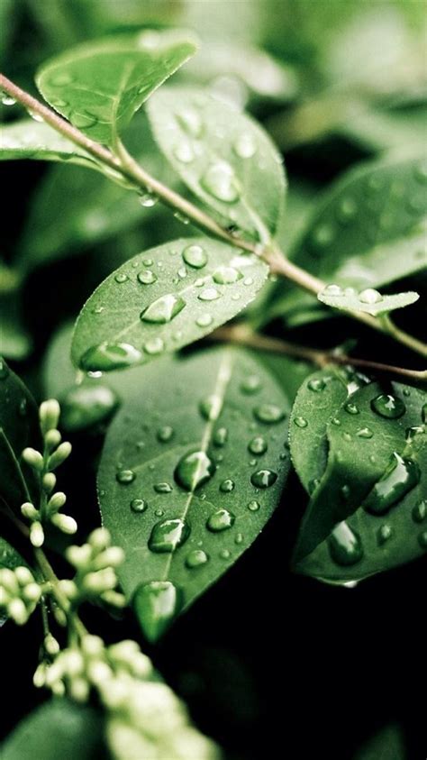 Macro Water On Green Leaves Iphone 8 Wallpapers Free Download