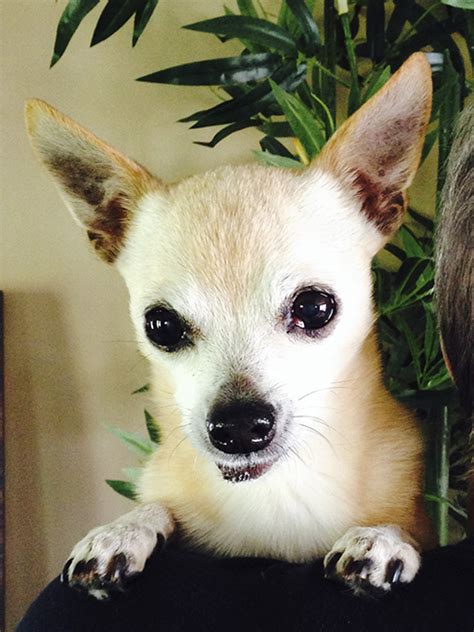 He was there for me when no one else was. Pepe still peppy at 15 years old - Beach Metro Community News