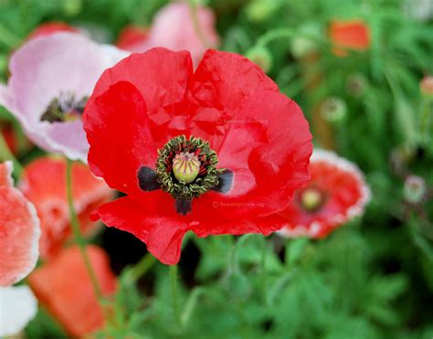 This lovely plant is a rare uk native wild flower, bearing perfoliate leaves (speared around the stem like a kebab), and large showy umbels of tiny. Poppy flower varieties