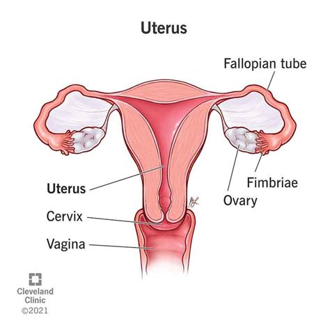 Uterus Anatomy Function Size Position Conditions Oanhthai