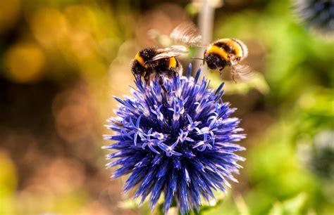 Why Bees Can Save Us Eight Small Steps You Can Take To Help By Gay