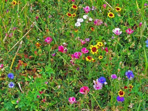 Wildflowers Free Stock Photo Public Domain Pictures