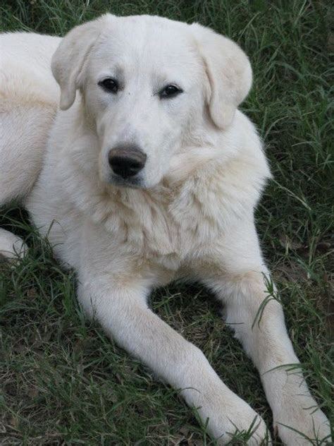 We did not find results for: Great Pyrenees Lab Mix Temperament | Akbash dog, Great ...