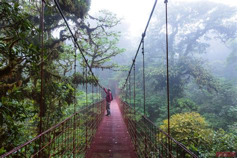 Tourist On A Suspended Bridge Monteverde Cloud Forest Costa Rica