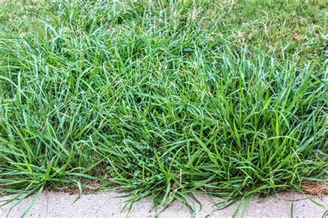 Bermuda Grass Vs Crabgrass Identification And Differences With