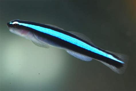Bluestripe Neon Goby Elacatinus Oceanops Saltwater Fish For Sale