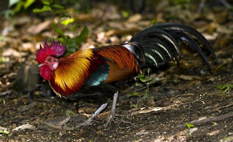 17 Best Images About Jungle Fowl On Pinterest Birds Grey And Photo Diary