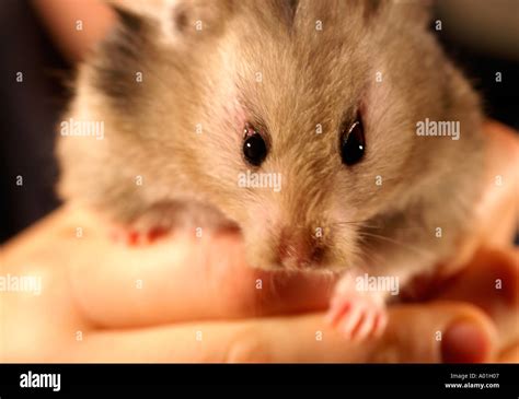 Female Syrian Hamster Being Held In Hands Of 12 Year Old Girl Stock