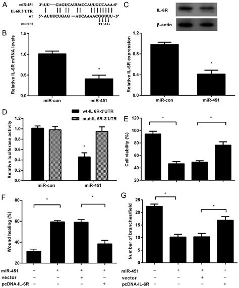 mir 451 acts as a suppressor of angiogenesis in hepatocellular carcinoma by targeting the il 6r