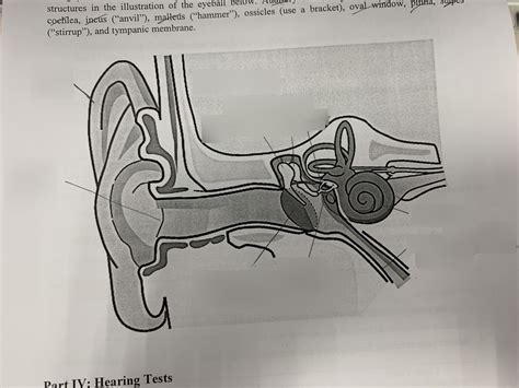 Auditory Labeling Diagram Quizlet