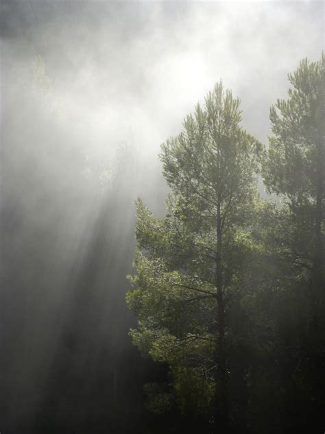 Free Images Tree Nature Forest Grass Light Cloud Sky Fog Mist