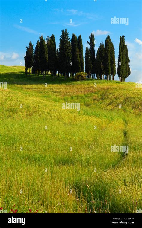 Val Dorcia Orcia Valley Unesco World Heritage Site Cypress Trees