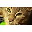 Animal Cat Face Wallpaper  HD Wallpapers