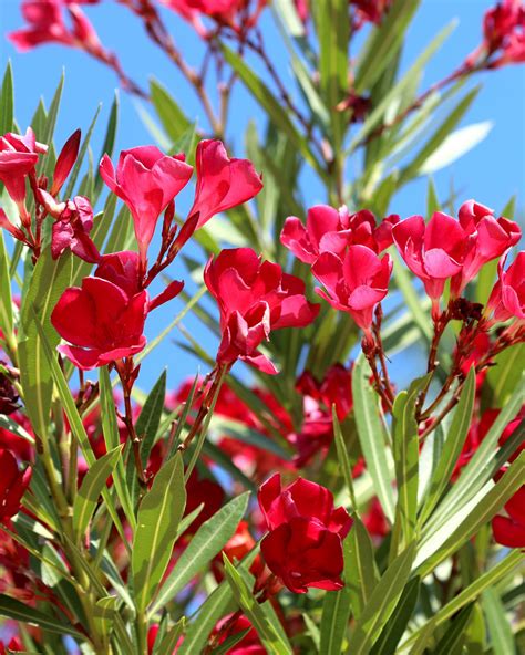 Buy Nerium Oleander Red Oleander Free Shipping Over 100