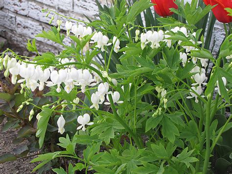 Old Fashioned White Bleeding Heart Dicentra Spectabilis Alba In