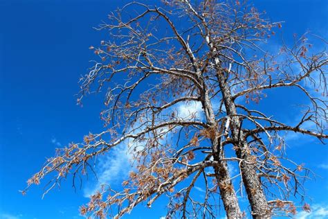 A Dried Tree On Utah S Mountain Stock Photo Image Of Dead Deciduous