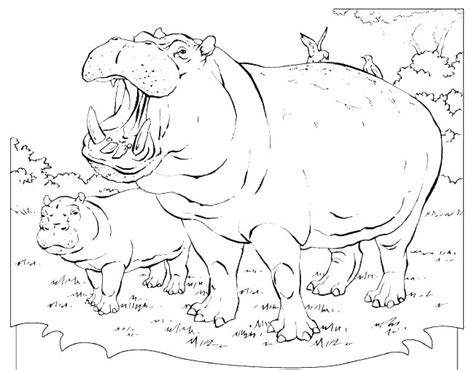 Hippo Coloring Pages At Getdrawings Free Download