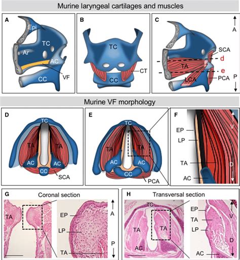 Morphology Of The Murine Larynx And Vocal Folds Af Schematic