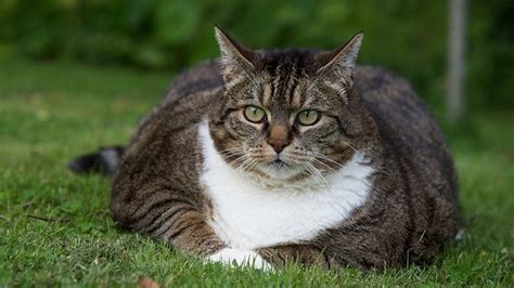 Pet Obesity Sweeping Across The Us Affecting 61 Of Cats