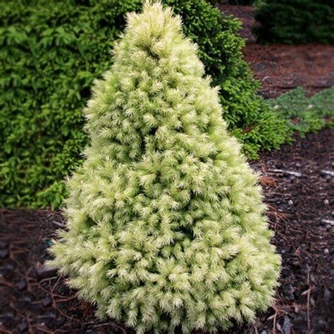 Dwarf Evergreen Trees Evergreen Garden Trees And Shrubs Trees To