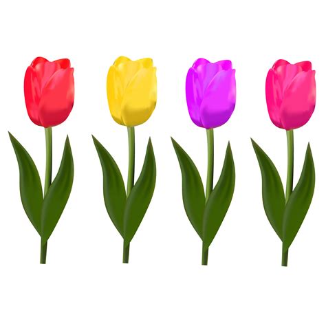 Isolated Tulips Vector Illustrator Graphics ~ Creative Market