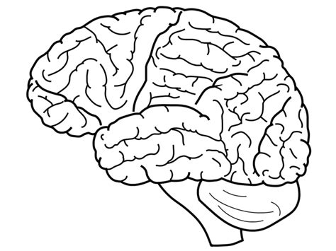 Psychology Brain Anatomy Coloring Page Sketch Coloring Page