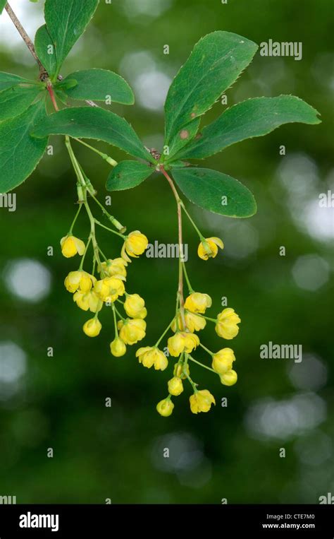 Barberry Berberis Vulgaris Berberidaceae Stock Photo Alamy