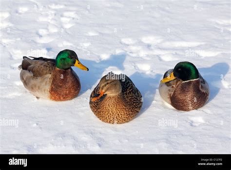 Top View Drake Mallard Duck Hi Res Stock Photography And Images Alamy