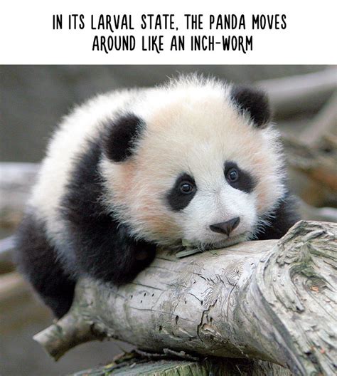 54 Amazing Animal Facts You Didnt Know Bored Panda