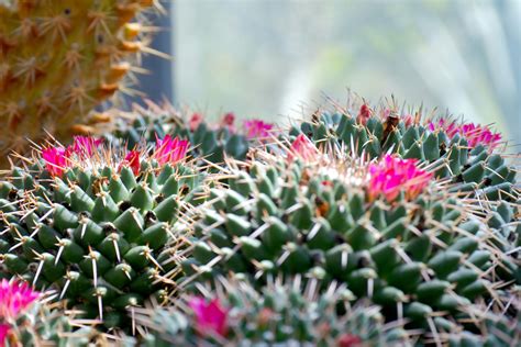 Desert Cactus Flower