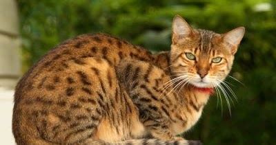 Cat Breeds Pictures And Information