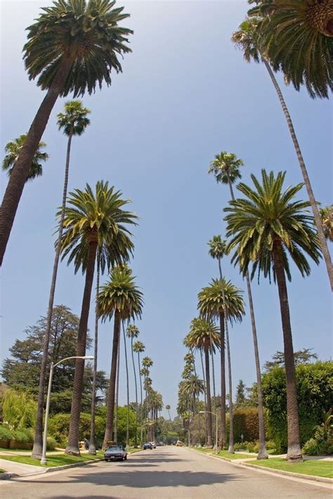 A View Of The Palm Trees On The Wide Streets Of Beverly Hills Palm Tree