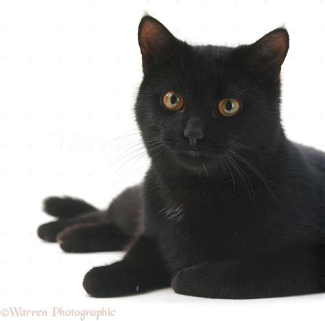 Black Male Cat Photo Wp15390