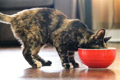 Free Stock Photo Of Cat Eating Out Of Red Bowl