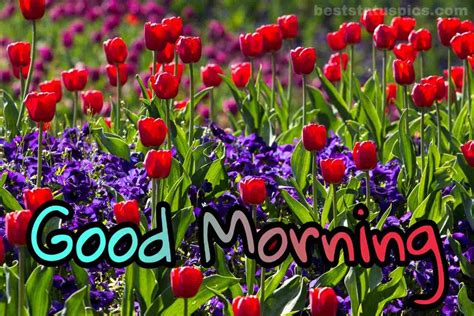 Beautiful good morning flowers pictures images photos for whatsapp download. 101+ Good Morning Images With Beautiful Flowers [2021 ...