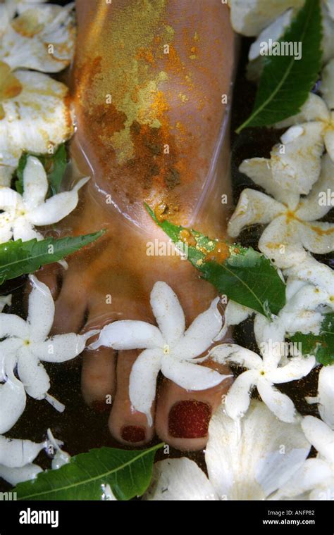 Lka Sri Lanka Siddhalepa Ayurveda Resort Foot Massage Oiling