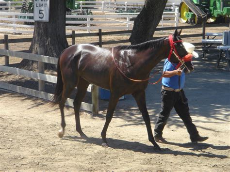 Dark Bay Racehorse Walking By Rachellafranchistock On Deviantart